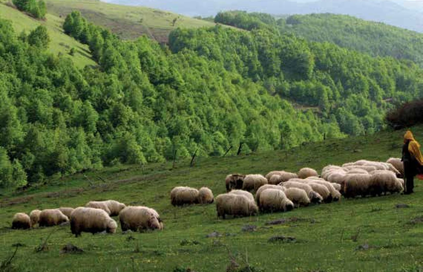Akkuş, Argan Yaylası ve Gürgen Ormanları