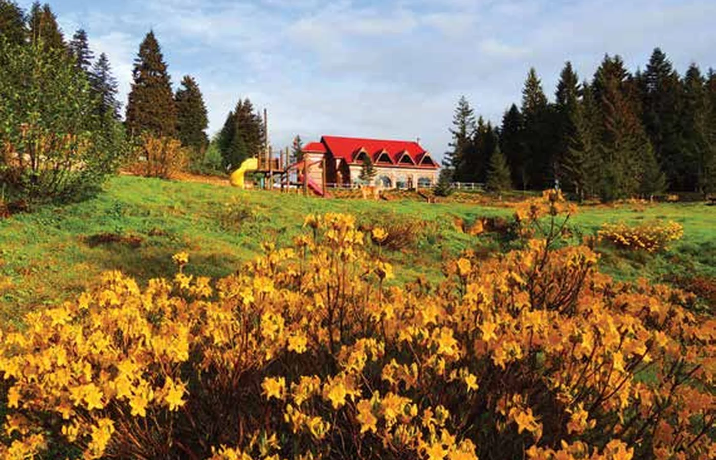 Ordu Orman İçi Dinlenme Alanları